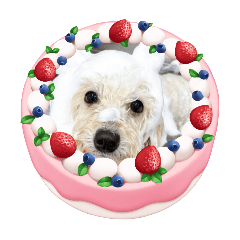Cookisugar_20251111220321