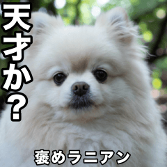 白い褒めラニアン/ポメラニアンのスタンプ
