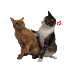 虎斑貓屁多的日常