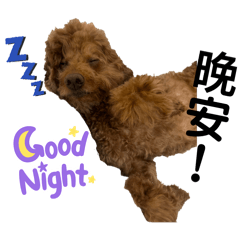 DiDi寶part2（紅貴賓）