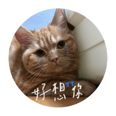 小花花2.0