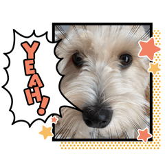 マルプーつむぎの物語