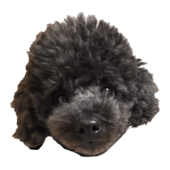 yanagi_20251109211928