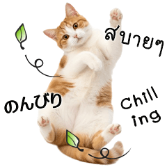 แมวทุกวัน #1