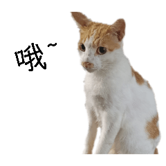 貓咪日常的生活