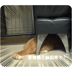 張小七日常