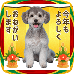 Year-end and New Year/Silver toy poodle