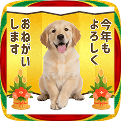 Year end and New Year / Golden Retriever