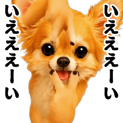 Dancing! Swaying Chihuahua