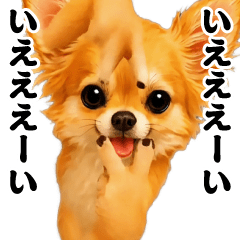 Dancing! Swaying Chihuahua