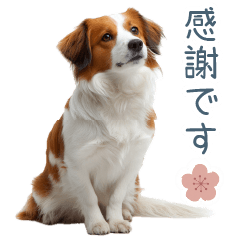 毎日使えるコーイケルホンディエ【連絡】