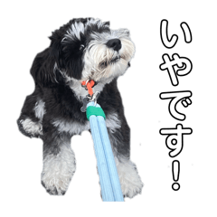 dog of dog_20251112134430