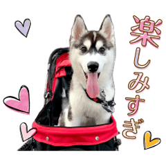 Yoshi,hina,kiyo&nana's Sticker