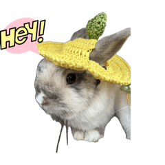 咖波&咖滋日常用語