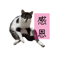 無聊貓男的日常