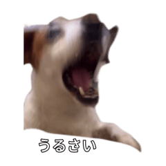 意地悪なワンちゃん