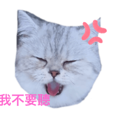 可愛小貓咪呆呆