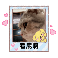 貓貓很可愛呦