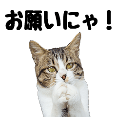 Cat photographer Kenichi Morinaga