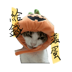 咪咪冒冒的貓生2