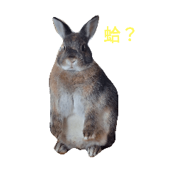 林小可-1