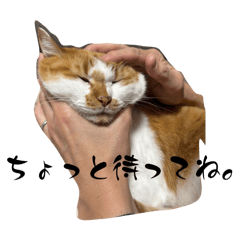 Many Ms.Cat Villages