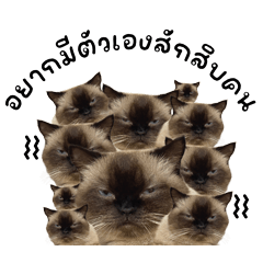 มันจูรสเห็ดออรินจิ V.1