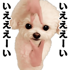 Dancing! Rocking Toy Poodle 2