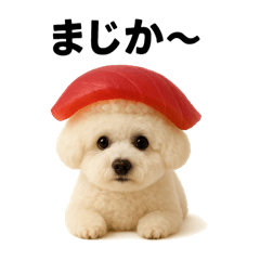 Bichon Sushi-ze