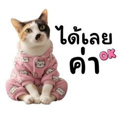 Cat Cat_20251112234510