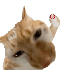 Dipping Silly Catto Pack