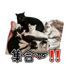 DorakO_20251113033454