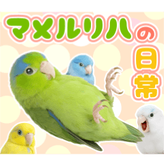 マメルリハの日常。