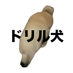 gomacha_20251113205359