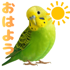 ずっと使える♡原種セキセイインコ