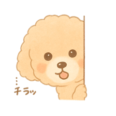 Everyday Life of a Fluffy Toy Poodle