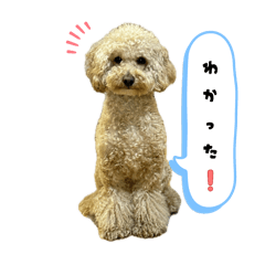 ringo_20251113224228