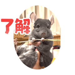 nanami_20251114004521