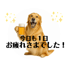 A moving  golden  retriever