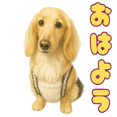 Lovely Dachshund Mires Messages