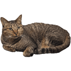 おそばちゃんモチモチスタンプ