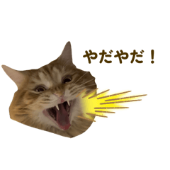 kaori_20251113190428