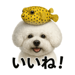 Bichon Fugu-Ze