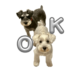 Yoshikawa_20251114001538