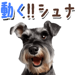 Moving Miniature Schnauzer