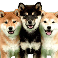 こいぬがめんいっぱい