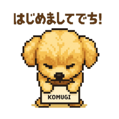 maltipoo komugi_20251113212016