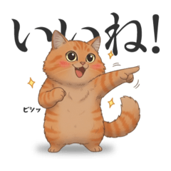 Kedama the Rescue Cat