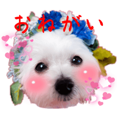 asuka_20251114094406