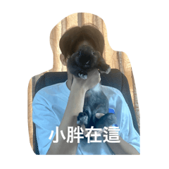 Yuan Yuan Rabbit